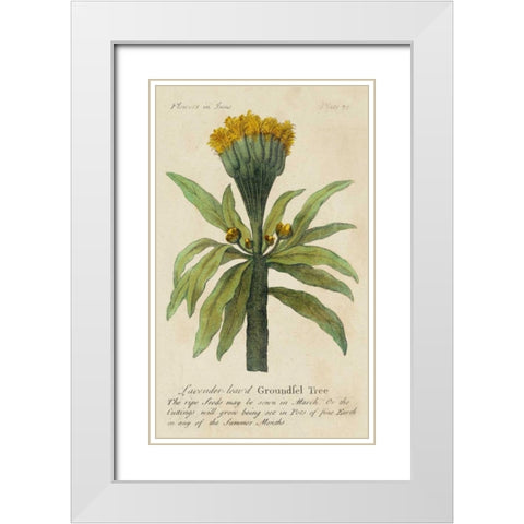 Gardeners Guide IV White Modern Wood Framed Art Print with Double Matting by Unknown