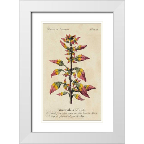 Gardeners Guide VI White Modern Wood Framed Art Print with Double Matting by Unknown