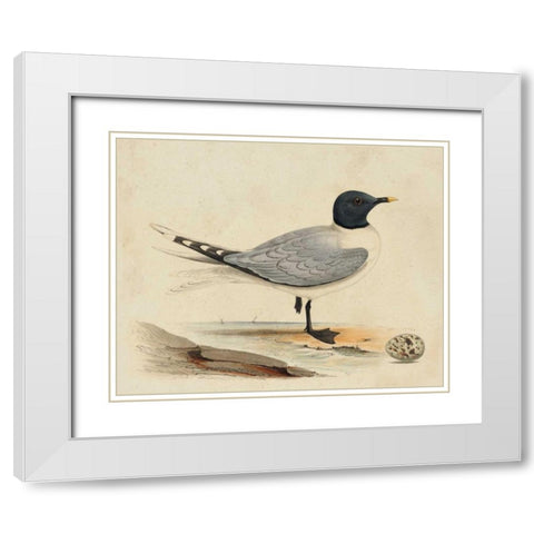 Meyer Shorebirds I White Modern Wood Framed Art Print with Double Matting by Meyer, H.L.