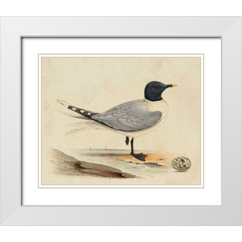 Meyer Shorebirds I White Modern Wood Framed Art Print with Double Matting by Meyer, H.L.