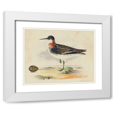 Meyer Shorebirds II White Modern Wood Framed Art Print with Double Matting by Meyer, H.L.