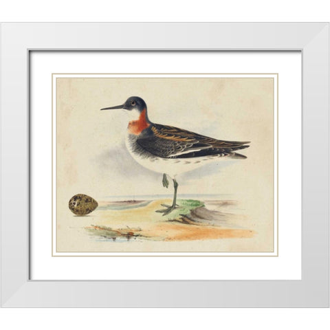 Meyer Shorebirds II White Modern Wood Framed Art Print with Double Matting by Meyer, H.L.