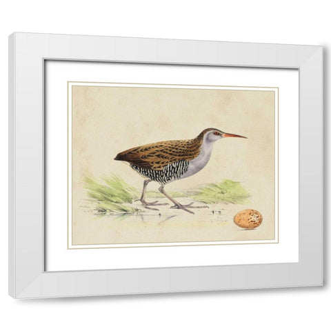 Meyer Shorebirds III White Modern Wood Framed Art Print with Double Matting by Meyer, H.L.