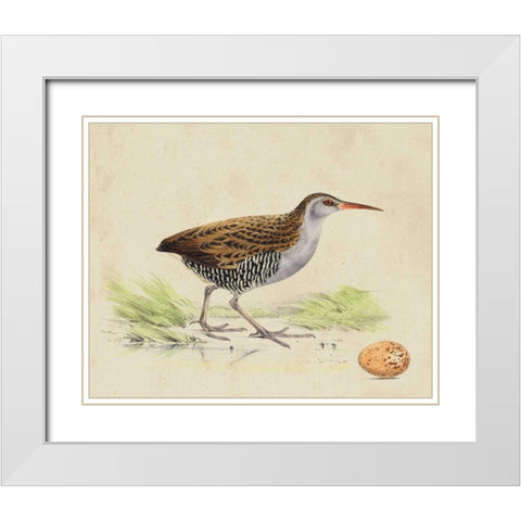 Meyer Shorebirds III White Modern Wood Framed Art Print with Double Matting by Meyer, H.L.