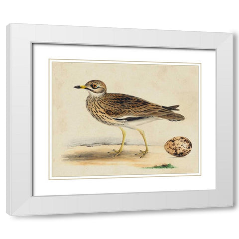 Meyer Shorebirds IV White Modern Wood Framed Art Print with Double Matting by Meyer, H.L.