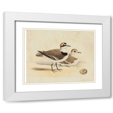 Meyer Shorebirds V White Modern Wood Framed Art Print with Double Matting by Meyer, H.L.