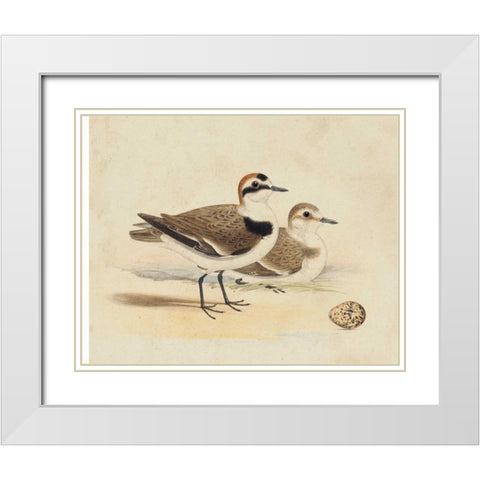 Meyer Shorebirds V White Modern Wood Framed Art Print with Double Matting by Meyer, H.L.