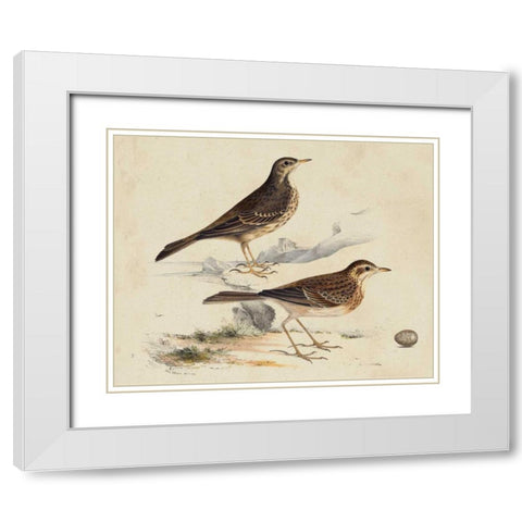 Meyer Shorebirds VI White Modern Wood Framed Art Print with Double Matting by Meyer, H.L.