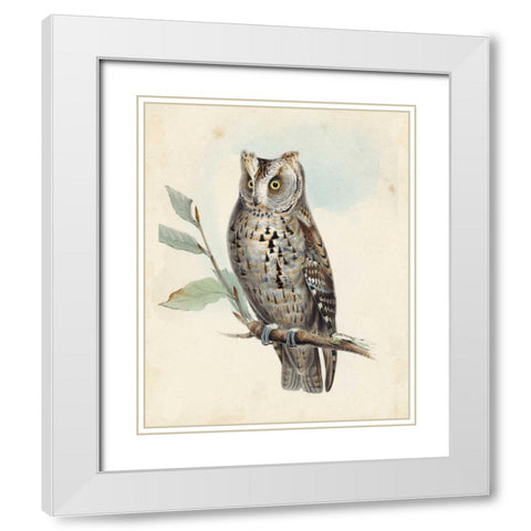 Meyer Scops-Eared Owl White Modern Wood Framed Art Print with Double Matting by Meyer, H.L.