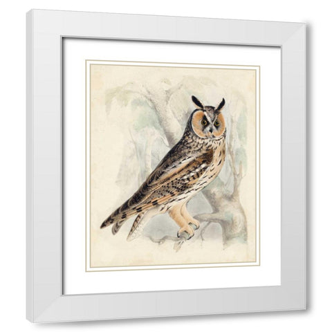 Meyer Long-Eared Owl White Modern Wood Framed Art Print with Double Matting by Meyer, H.L.