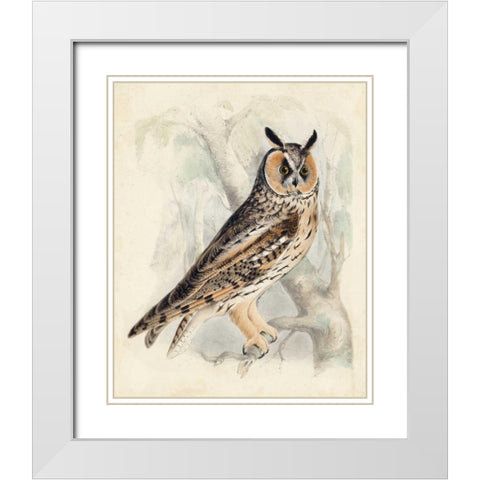 Meyer Long-Eared Owl White Modern Wood Framed Art Print with Double Matting by Meyer, H.L.