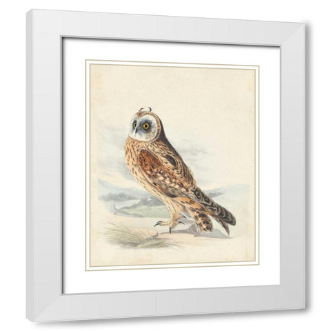 Meyer Hawk Owl White Modern Wood Framed Art Print with Double Matting by Meyer, H.L.