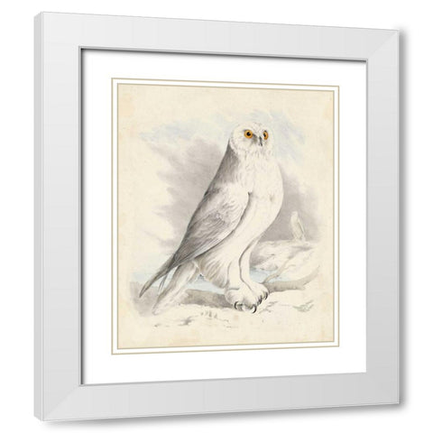 Meyer Snowy Owl White Modern Wood Framed Art Print with Double Matting by Meyer, H.L.