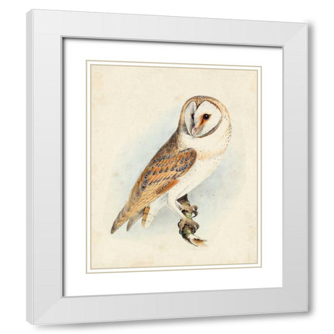 Meyer Barn Owl White Modern Wood Framed Art Print with Double Matting by Meyer, H.L.