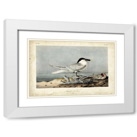 Audubon Sandwich Tern White Modern Wood Framed Art Print with Double Matting by Audubon, John James