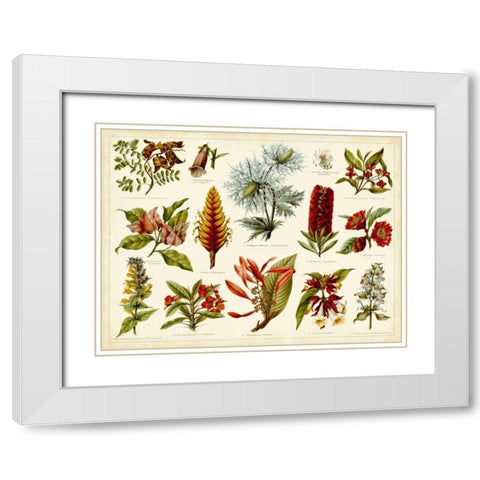Tropical Botany Chart I White Modern Wood Framed Art Print with Double Matting by Meyers