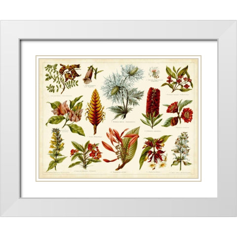 Tropical Botany Chart I White Modern Wood Framed Art Print with Double Matting by Meyers