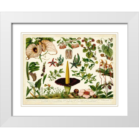 Tropical Botany Chart III White Modern Wood Framed Art Print with Double Matting by Meyers