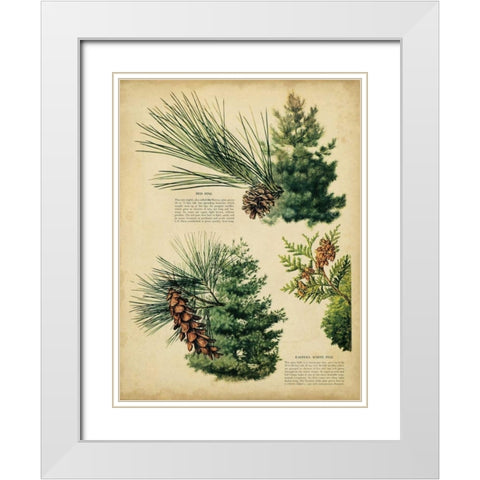 Red Pine and Eastern White Pine White Modern Wood Framed Art Print with Double Matting by Unknown