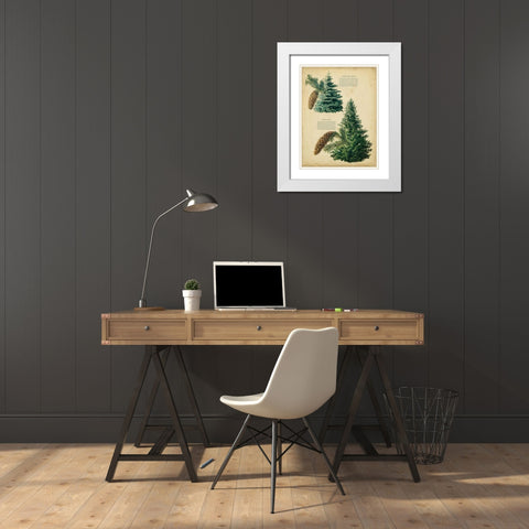Colorado Blue Spruce and Norway Spruce White Modern Wood Framed Art Print with Double Matting by Unknown