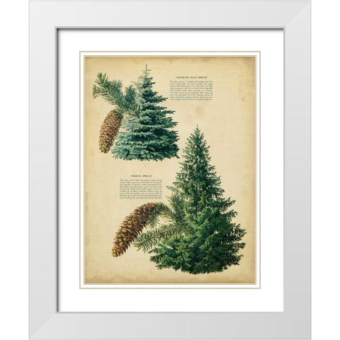 Colorado Blue Spruce and Norway Spruce White Modern Wood Framed Art Print with Double Matting by Unknown