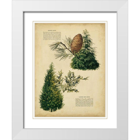 Deodar Cedar and Eastern Red Cedar White Modern Wood Framed Art Print with Double Matting by Unknown