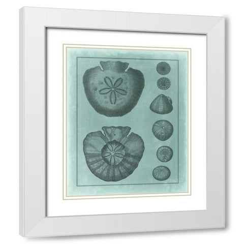 Spa Shell Collection VI White Modern Wood Framed Art Print with Double Matting by Vision Studio