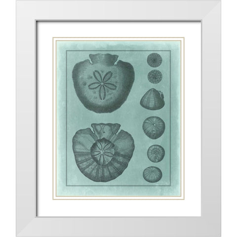 Spa Shell Collection VI White Modern Wood Framed Art Print with Double Matting by Vision Studio