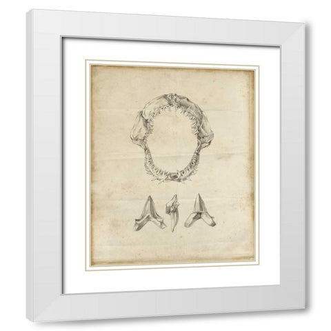 Shark Study I White Modern Wood Framed Art Print with Double Matting by Harper, Ethan