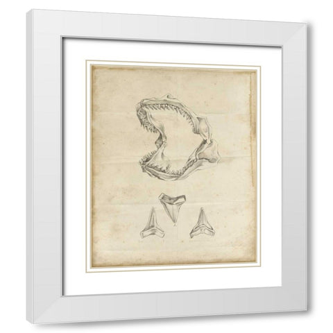 Shark Study II White Modern Wood Framed Art Print with Double Matting by Harper, Ethan