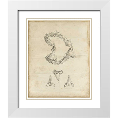Shark Study II White Modern Wood Framed Art Print with Double Matting by Harper, Ethan