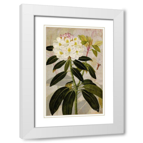 Rhododendron I White Modern Wood Framed Art Print with Double Matting by Butler, John
