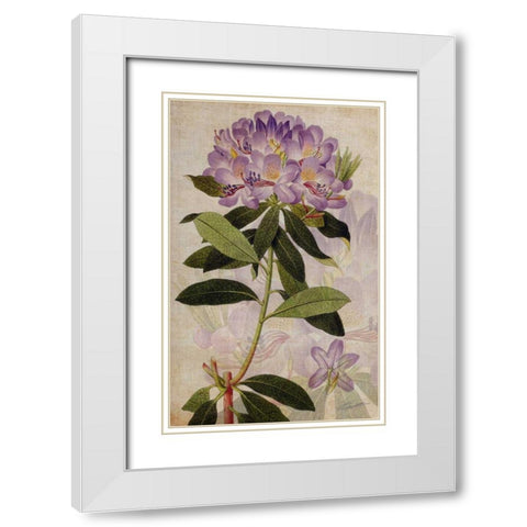 Rhododendron II White Modern Wood Framed Art Print with Double Matting by Butler, John