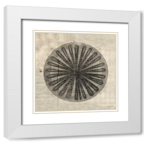 Cross Cut III White Modern Wood Framed Art Print with Double Matting by Butler, John