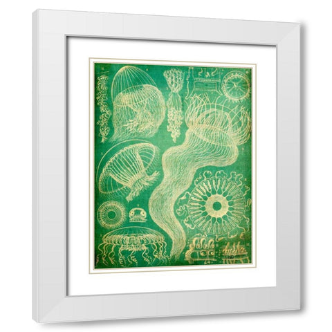Sealife I White Modern Wood Framed Art Print with Double Matting by Butler, John
