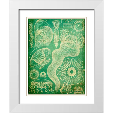 Sealife I White Modern Wood Framed Art Print with Double Matting by Butler, John
