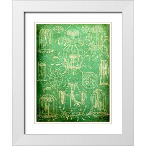 Sealife II White Modern Wood Framed Art Print with Double Matting by Butler, John