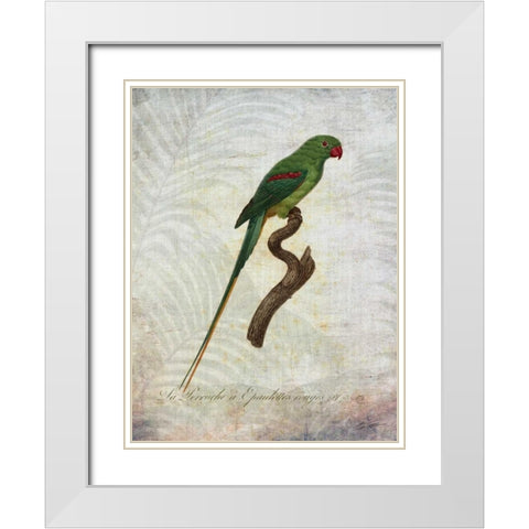 Parrot Jungle III White Modern Wood Framed Art Print with Double Matting by Butler, John