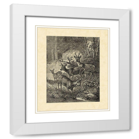 Vintage Roe Deer I White Modern Wood Framed Art Print with Double Matting by Specht, Friedrich