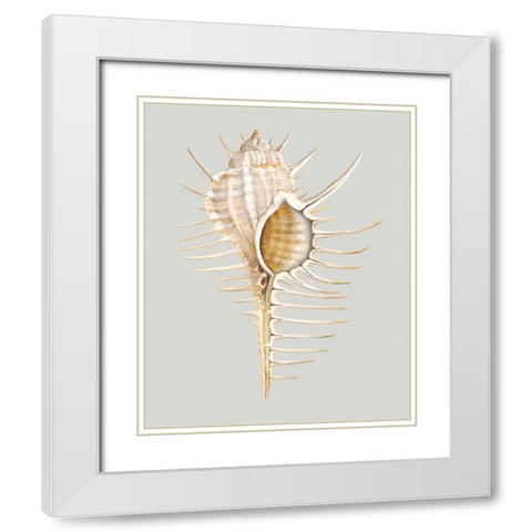 Spiney Murex White Modern Wood Framed Art Print with Double Matting by Willett, Michael