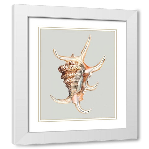 Spider Conch White Modern Wood Framed Art Print with Double Matting by Willett, Michael