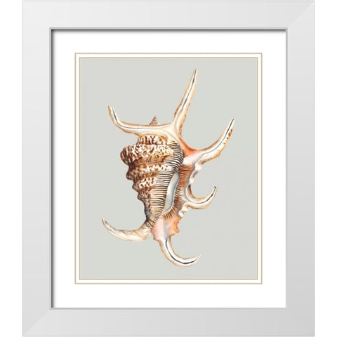 Spider Conch White Modern Wood Framed Art Print with Double Matting by Willett, Michael