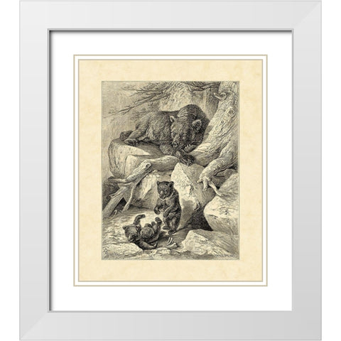 Vintage Common Brown Bear White Modern Wood Framed Art Print with Double Matting by Specht, Friedrich