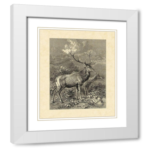 Vintage Roe Deer II White Modern Wood Framed Art Print with Double Matting by Specht, Friedrich