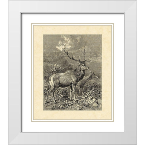 Vintage Roe Deer II White Modern Wood Framed Art Print with Double Matting by Specht, Friedrich