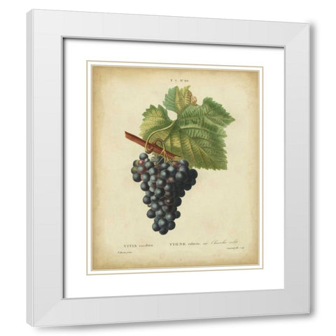Antique Bessa Grapes I White Modern Wood Framed Art Print with Double Matting by Bessa