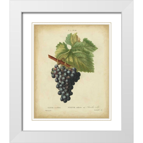 Antique Bessa Grapes I White Modern Wood Framed Art Print with Double Matting by Bessa
