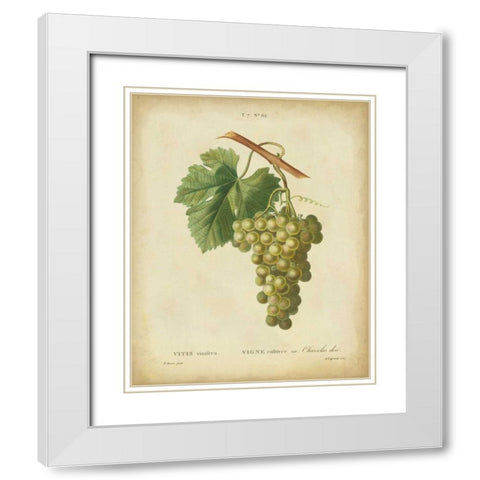 Antique Bessa Grapes II White Modern Wood Framed Art Print with Double Matting by Bessa