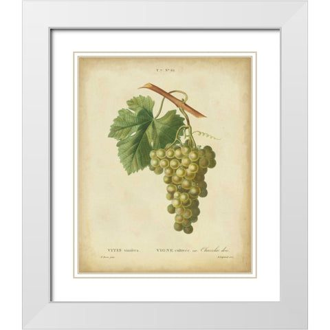 Antique Bessa Grapes II White Modern Wood Framed Art Print with Double Matting by Bessa