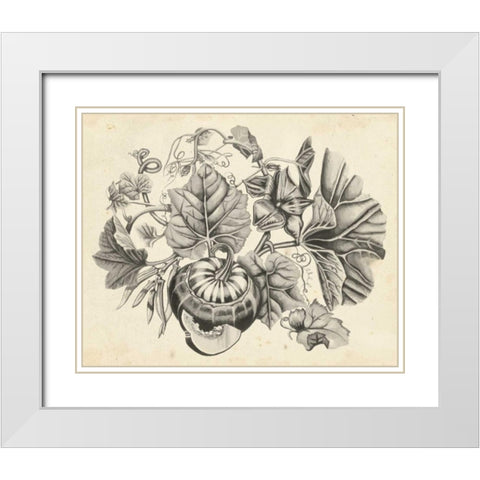 Sepia Squash II White Modern Wood Framed Art Print with Double Matting by McCavitt, Naomi